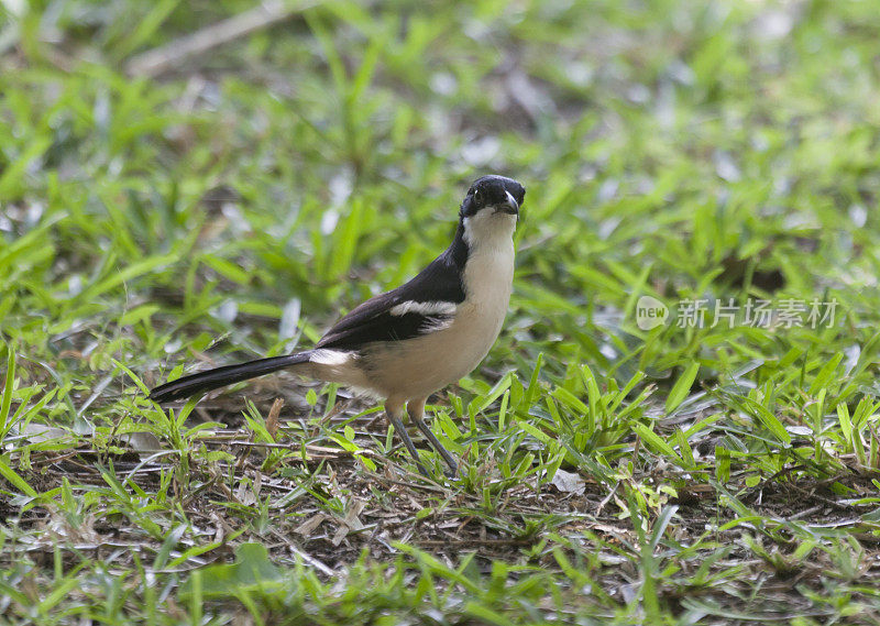 热带Boubou, Laniarius major，靠近Chobe NP，博茨瓦纳